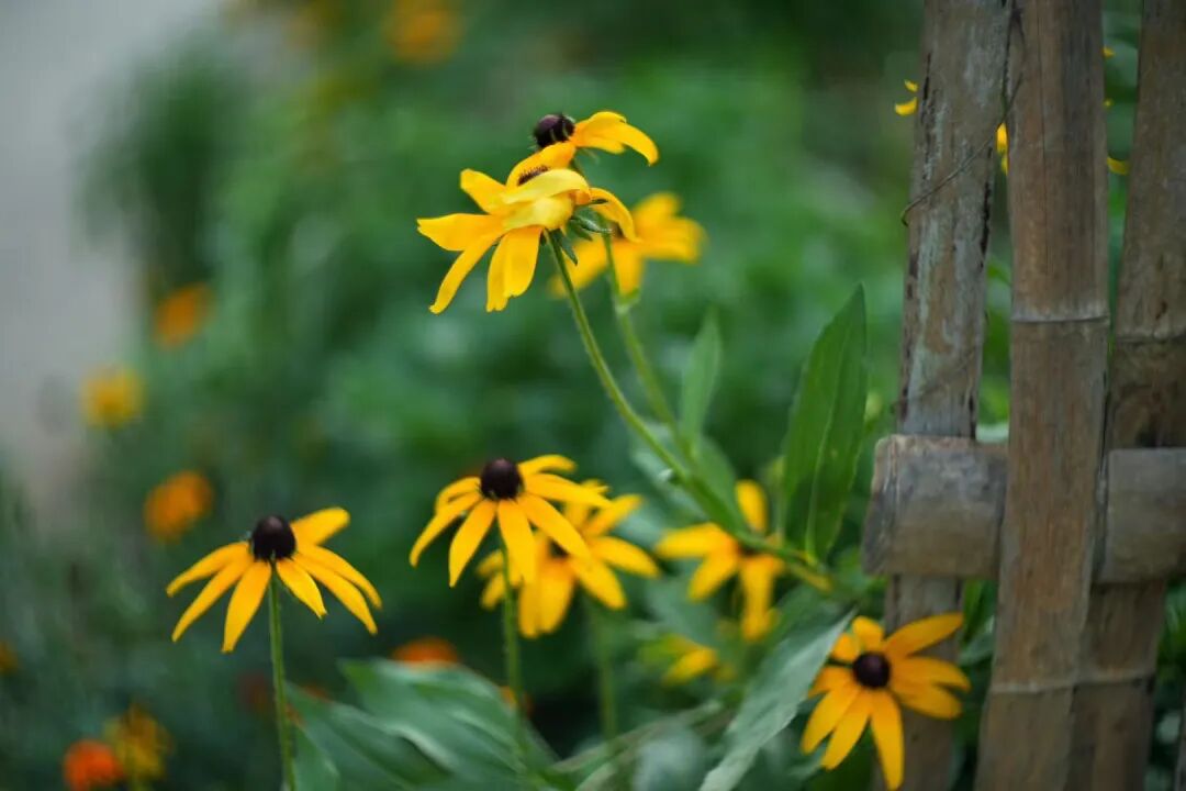 吾心浩然 自渡彼岸