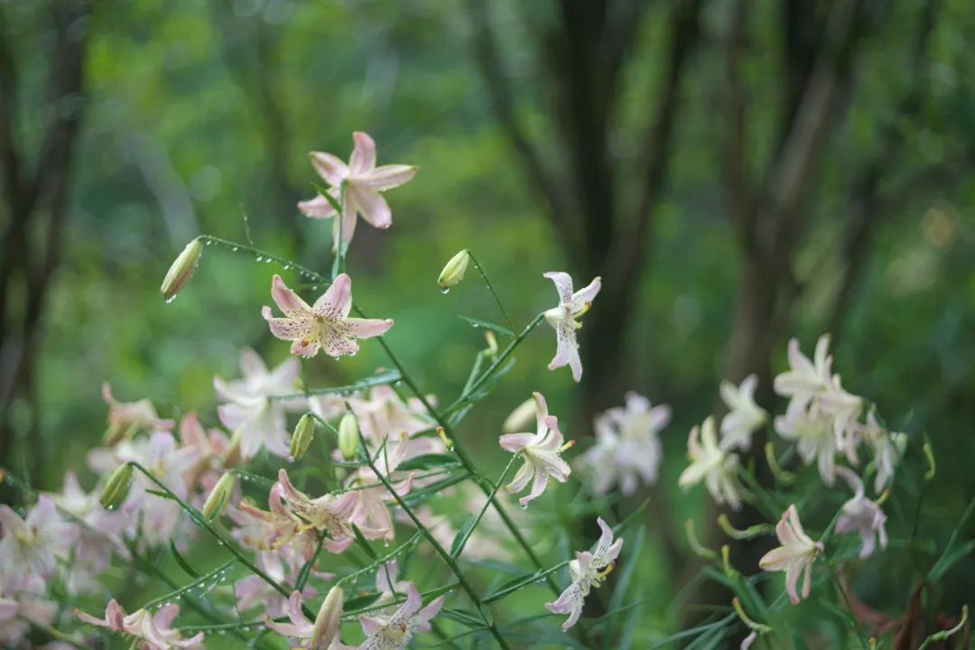 乙巳夏令~孩子的中医启蒙营